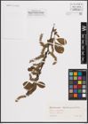 Foto von Salix cinerea L.
